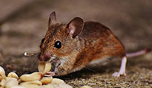 Find Exterminators in Owyhee County